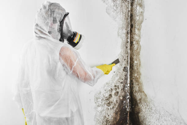 Best Emergency Mold Removal  in West Fairview, PA