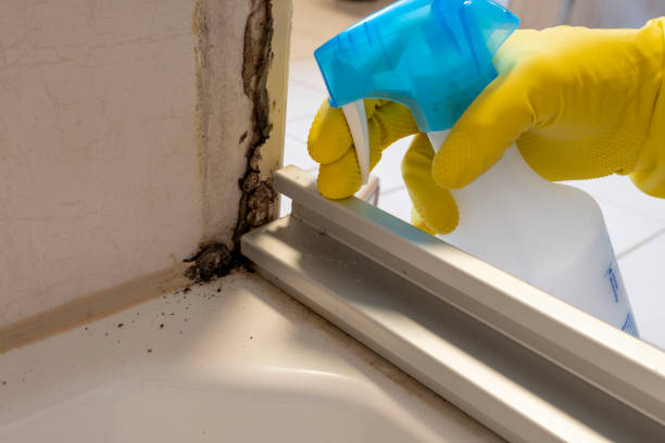 Attic Mold Removal in West Fairview, PA