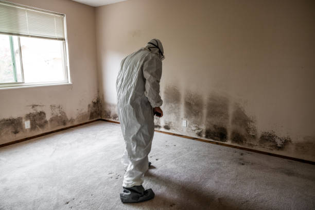 Best Fast Mold Removal  in West Fairview, PA