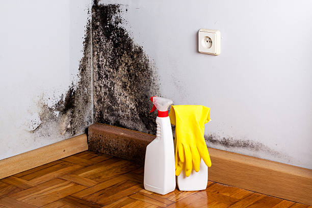 Mold Removal Process in West Fairview, PA