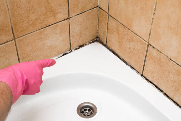 Best Mold Remediation  in West Fairview, PA